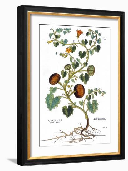 Gourd, 1735-Elizabeth Blackwell-Framed Giclee Print