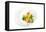 Gourmet Plate-Fabio Petroni-Framed Premier Image Canvas