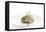 Gourmet Plate-Fabio Petroni-Framed Premier Image Canvas