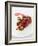 Gourmet Plate-Fabio Petroni-Framed Photographic Print