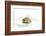 Gourmet Plate-Fabio Petroni-Framed Photographic Print