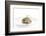 Gourmet Plate-Fabio Petroni-Framed Photographic Print