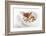 Gourmet Plate-Fabio Petroni-Framed Photographic Print