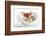 Gourmet Plate-Fabio Petroni-Framed Photographic Print