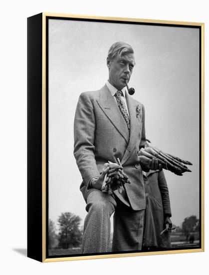 Governor of the Bahamas Duke of Windsor Holding Asparagus Picked by Bahamian Laborers During WWII-Peter Stackpole-Framed Premier Image Canvas