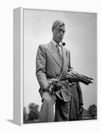 Governor of the Bahamas Duke of Windsor Holding Asparagus Picked by Bahamian Laborers During WWII-Peter Stackpole-Framed Premier Image Canvas