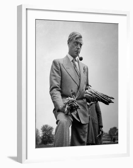 Governor of the Bahamas Duke of Windsor Holding Asparagus Picked by Bahamian Laborers During WWII-Peter Stackpole-Framed Premium Photographic Print