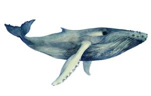 The Whale's Song II by Grace Popp