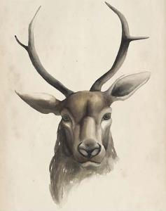 Beautiful Deer Artwork For Sale Posters And Prints Art Com