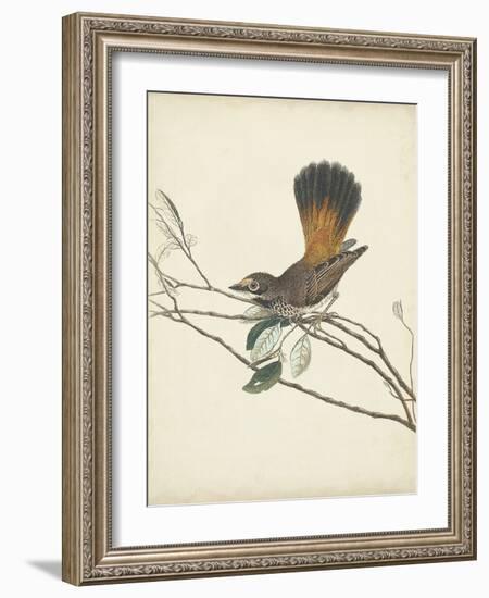 Graceful Birds II-Vision Studio-Framed Art Print