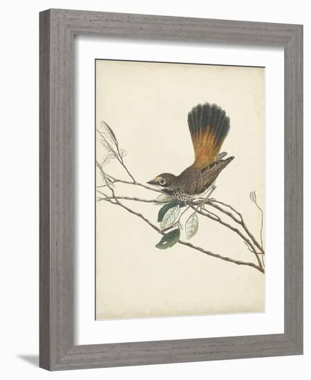 Graceful Birds II-Vision Studio-Framed Art Print