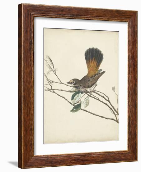 Graceful Birds II-Vision Studio-Framed Art Print