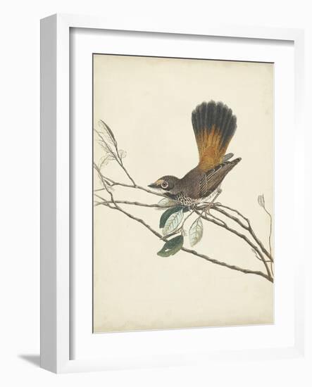 Graceful Birds II-Vision Studio-Framed Art Print