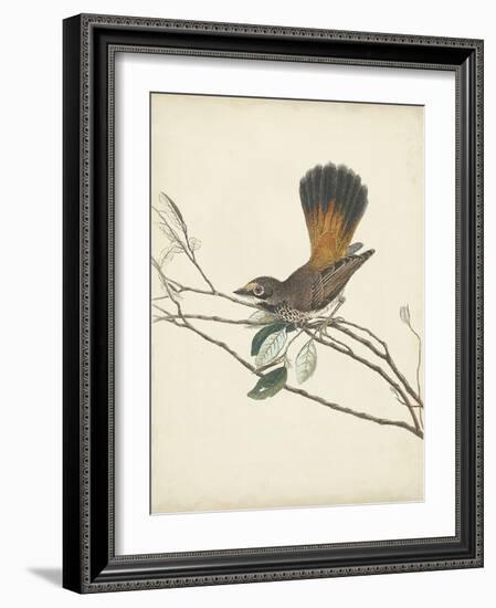 Graceful Birds II-Vision Studio-Framed Art Print