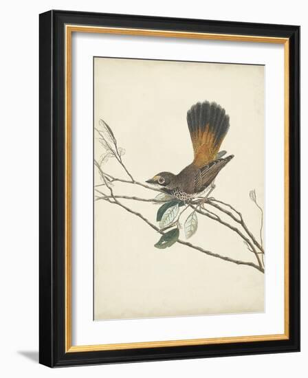 Graceful Birds II-Vision Studio-Framed Art Print