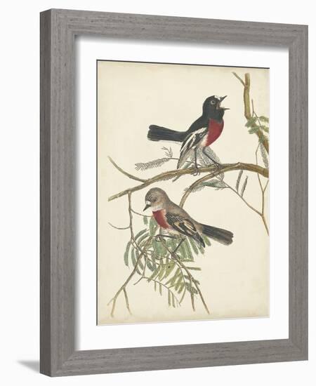 Graceful Birds IV-Vision Studio-Framed Art Print