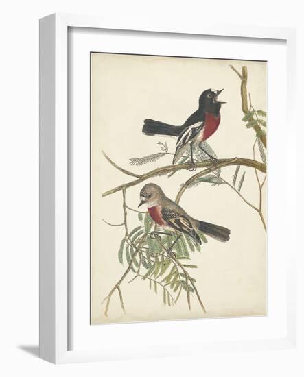 Graceful Birds IV-Vision Studio-Framed Art Print