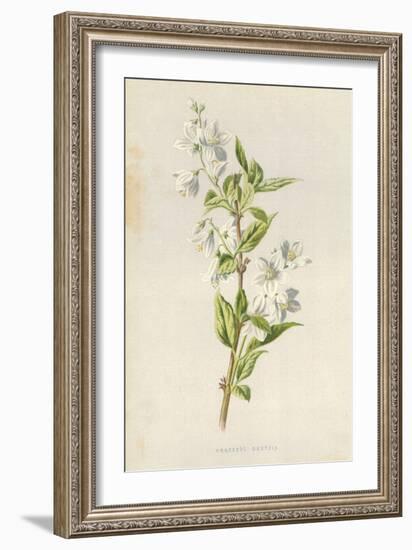 Graceful Deutzia-Frederick Edward Hulme-Framed Giclee Print