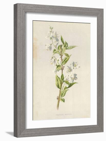 Graceful Deutzia-Frederick Edward Hulme-Framed Giclee Print