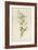 Graceful Deutzia-Frederick Edward Hulme-Framed Giclee Print