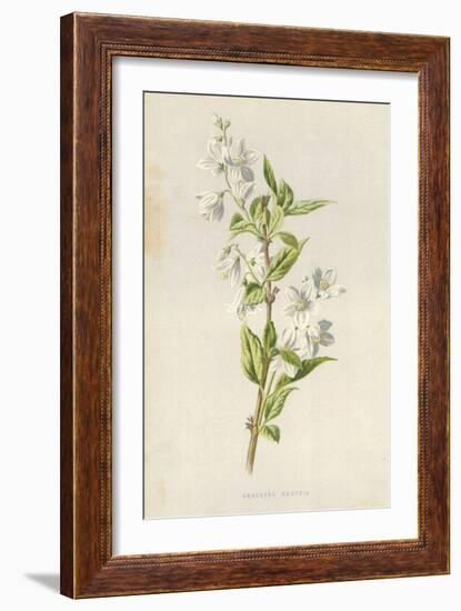 Graceful Deutzia-Frederick Edward Hulme-Framed Giclee Print