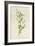 Graceful Deutzia-Frederick Edward Hulme-Framed Giclee Print