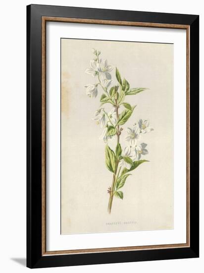 Graceful Deutzia-Frederick Edward Hulme-Framed Giclee Print