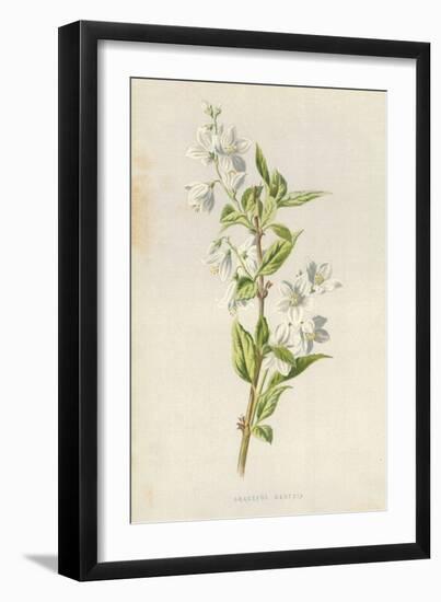 Graceful Deutzia-Frederick Edward Hulme-Framed Giclee Print