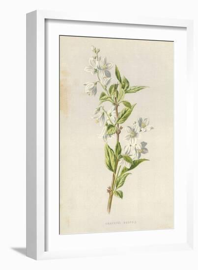 Graceful Deutzia-Frederick Edward Hulme-Framed Giclee Print