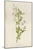 Graceful Deutzia-Frederick Edward Hulme-Mounted Giclee Print