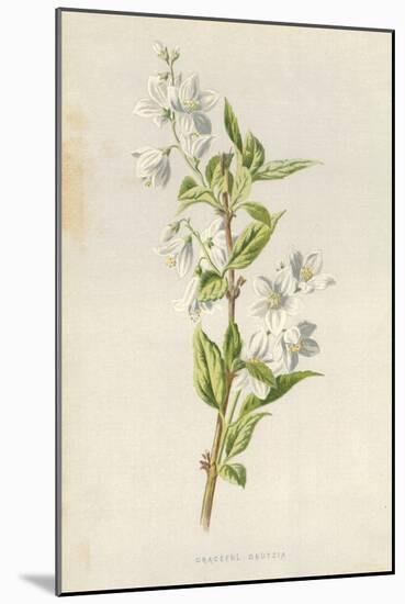 Graceful Deutzia-Frederick Edward Hulme-Mounted Giclee Print