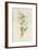 Graceful Deutzia-Frederick Edward Hulme-Framed Giclee Print