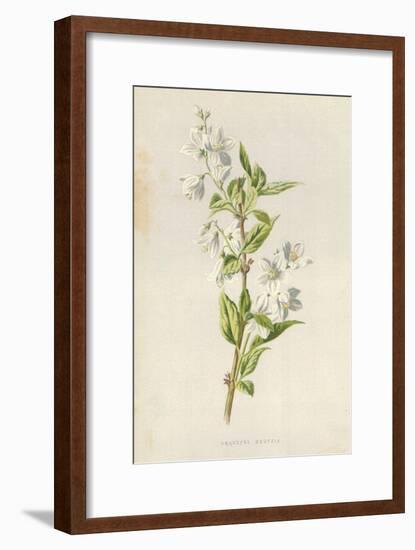 Graceful Deutzia-Frederick Edward Hulme-Framed Giclee Print