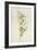 Graceful Deutzia-Frederick Edward Hulme-Framed Giclee Print