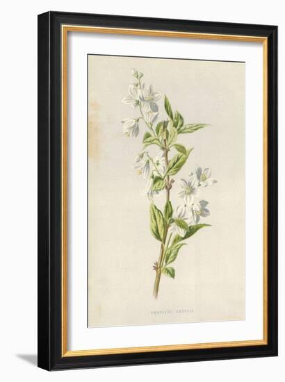 Graceful Deutzia-Frederick Edward Hulme-Framed Giclee Print