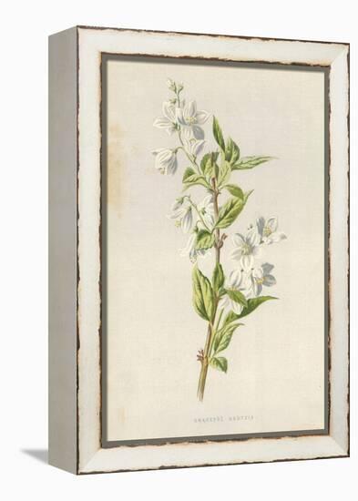 Graceful Deutzia-Frederick Edward Hulme-Framed Premier Image Canvas