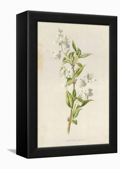 Graceful Deutzia-Frederick Edward Hulme-Framed Premier Image Canvas