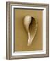 Graceful Fig Shell-John Kuss-Framed Photographic Print