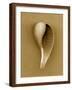 Graceful Fig Shell-John Kuss-Framed Photographic Print