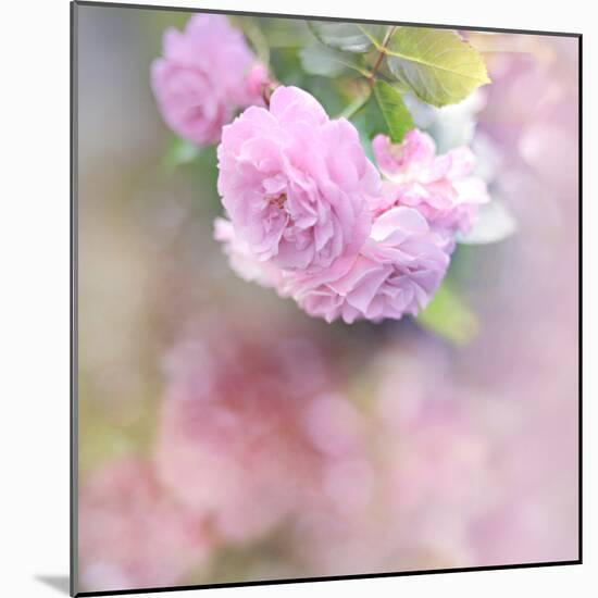 Graceful Floral-Sarah Gardner-Mounted Photographic Print