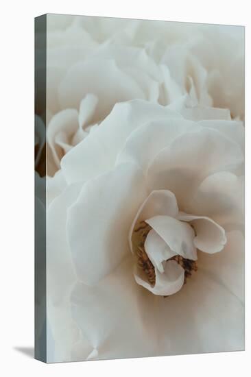 Graceful Flourish - Close-Irene Suchocki-Framed Stretched Canvas