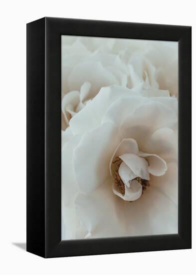 Graceful Flourish - Close-Irene Suchocki-Framed Stretched Canvas