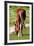 Graceful Grazing-Dorothy Berry-Lound-Framed Giclee Print