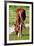 Graceful Grazing-Dorothy Berry-Lound-Framed Giclee Print