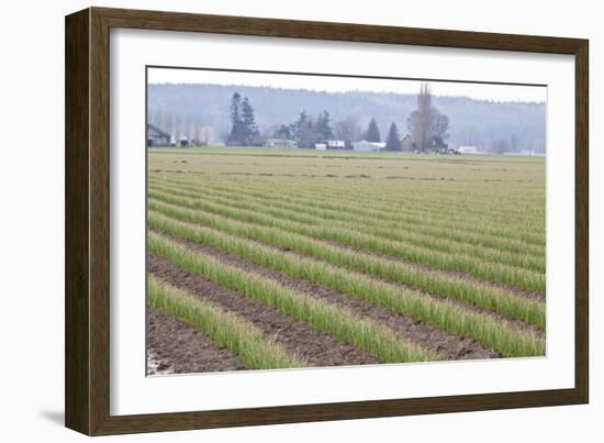 Graceful Greens II-Dana Styber-Framed Photographic Print