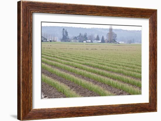 Graceful Greens II-Dana Styber-Framed Photographic Print