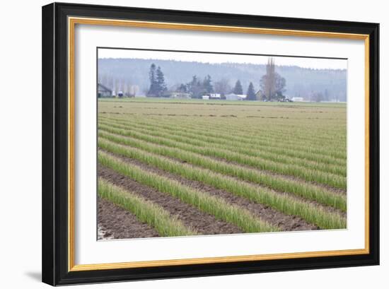 Graceful Greens II-Dana Styber-Framed Photographic Print