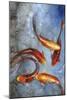 Graceful Koi I-Tim O'toole-Mounted Art Print