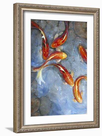 Graceful Koi II-Tim O'toole-Framed Art Print