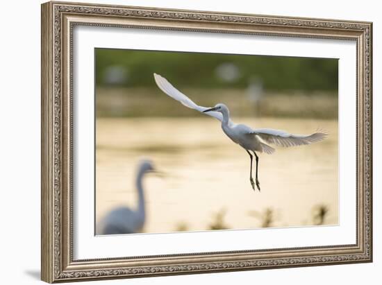 Graceful Landing-Staffan Widstrand-Framed Giclee Print